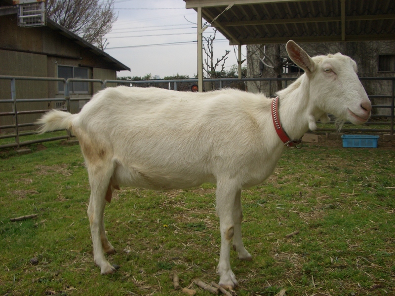 ヤギが室内でも飼える 買える場所と寿命や病気についても調査してみた