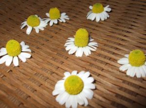 カモミールティーでうがいの小林麻央さんブログKOKOROの考察