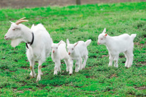 ヤギが室内でも飼える！？買える場所と寿命や病気についても調査してみた！