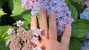 サトルヒーリングとフラワーエッセンスで癒やしの時間が癒され時間に