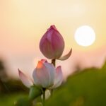 レイキが最終的に目指すゴールはどこ?手当療法から精神性の向上へ