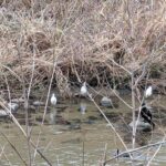 少しの余白に見つけた小さな春