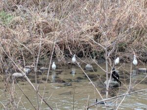 少しの余白に見つけた小さな春