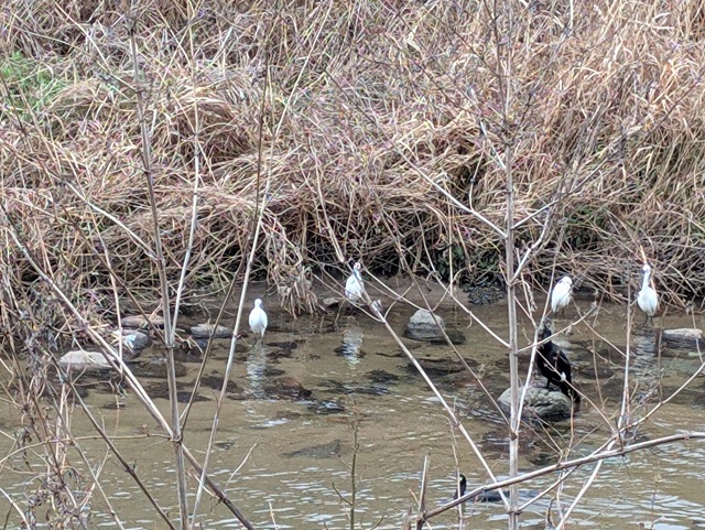 少しの余白に見つけた小さな春